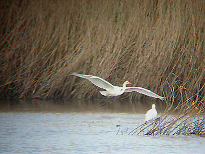 GREAT WHITE EGRET . MEARE HEATH . SOMERSET . ENGLAND . 17th MARCH 2008