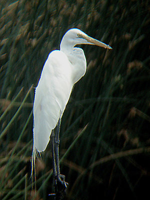 GREAT WHITE EGRET . THE COACHELLA BIRD RESERVE . INDIO . CALIFORNIA . USA . 25 . 7 . 2009
