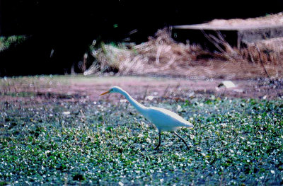 INTERMEDATE EGRET. BUNDABERG SWAMP . QUEENSLAND . AUSTRALIA . 3 . 6 . 2000