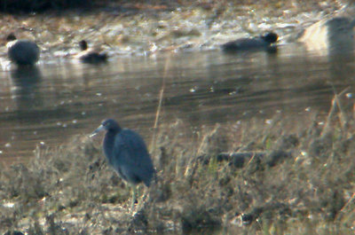 LITTLE BLUE HERON , THE SAN DIEGO RIVER , CALIFORNIA , USA . 17 , 11 , 2004
