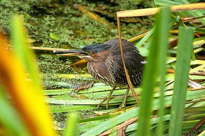 GREEN HERON , THE LOST GARDENS OF HELIGAN , CORNWALL , 1 , 11 , 2010