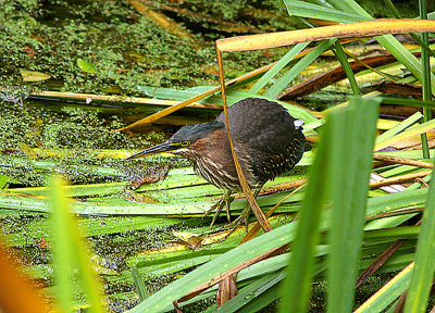 GREEN HERON . THE LOST GARDENS OF HELIGAN . CORNWALL . 1 . 11 . 2010 