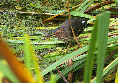 GREEN HERON . THE LOST GARDENS OF HELIGAN . CORNWALL . 1 . 11 . 2010