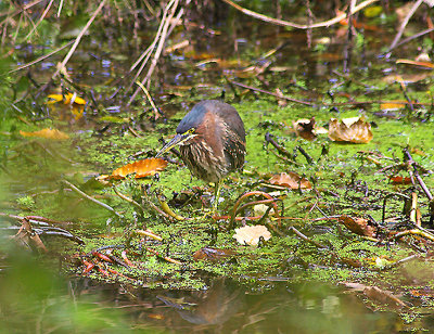 GREEN HERON . THE LOST GARDENS OF HELIGAN . CORNWALL . 8 . 10 . 2010