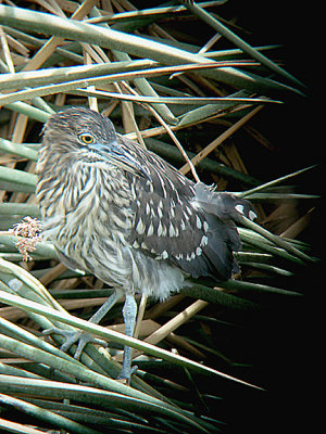 NIGHT HERON ( Juvenile ) . THE COALCHELLA BIRD RESERVE . INDIO . CALIFORNIA . USA . 25 . 7 . 2009