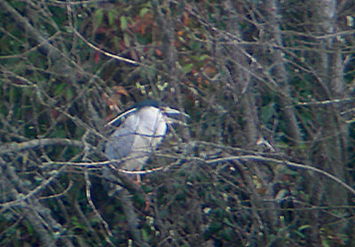 NIGHT HERON . BOWLING GREEN MARSH . TOPSHAM . DEVON . 4 . 4. 2006