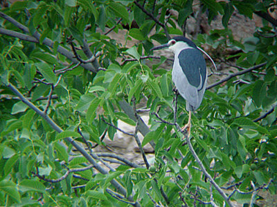 NIGHT HERON . HALFETE . TURKEY. 11 , 5 , 2007
