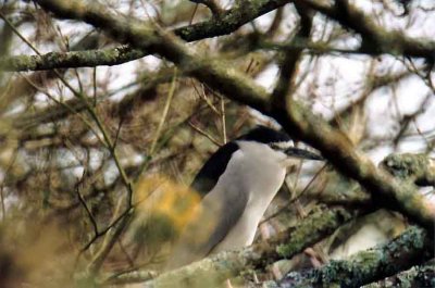 NIGHT HERON . NR ST JUST . CORNWALL . 26 3 2002