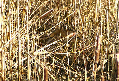 BITTERN . COUNTESS WEAR POOLS . EXETER . DEVON . 24 . 2 . 2011
