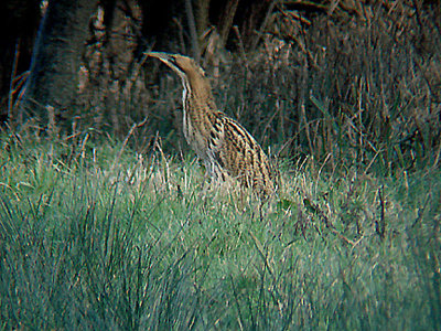 BITTERN . Nr BUDLEIGH SALTERTON . DEVON . 18 . 1 . 2010