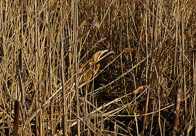 BITTERN . THE COUNTESS WEAR POOLS . EXETER . DEVON . 24 . 2 . 2011