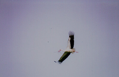 WHITE STORK , BATMAN TO LAKE VAN , TURKEY , 13 , 5 , 2007