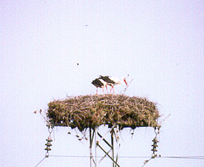 WHITE STORK . BATMAN TO LAKE VAN . TURKEY . 13 . 5 . 2007