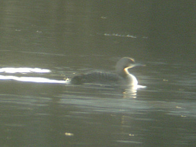 PACIFIC DIVER . FARNHAM GRAVEL PITS . YORKSHIRE . 4 . 2 . 2007