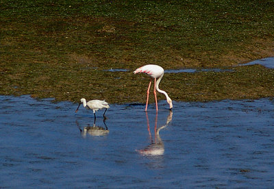  GREATER FLAMINGO . THE KHNIFISS LAGOON . WESTERN SAHARA . 4 / 3 / 2010