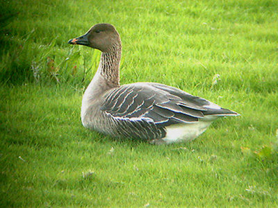 TUNDRA BEAN GOOSE . BOWLING GREEN MARSH . TOPSHAM . DEVON . ENGLAND . 4 / 3 / 2004