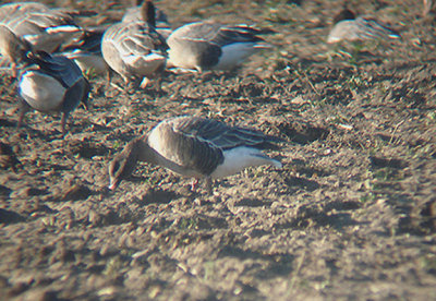 PINK FOOTED GOOSE , COCKTHORPE , NORFOLK , ENGLAND . 9 , 1 , 2008