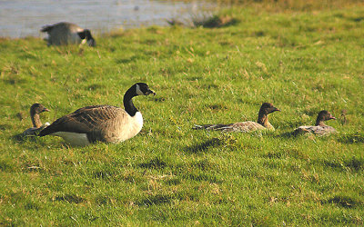 PINK FOOTED GOOSE . BOWLING GREEN MARSH . TOPSHAM . DEVON . ENGLAND . 15 . 11 . 2011