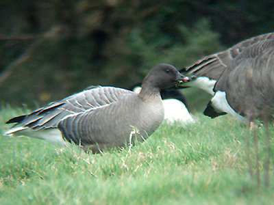 PINK FOOTED GOOSE . DRIFT RESERVOIR . CORNWALL . ENGLAND . 2 . 1 . 2009