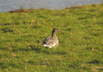 PINK-FOOTED GOOSE . BOWLING GREEN MARSH . TOPSHAM . DEVON . ENGLAND . 15 . 11 . 2011