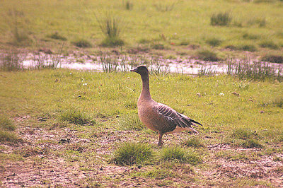 PINK-FOOTED GOOSE . EXMINSTER MARSH . DEVON . ENGLAND . 29 . 4 . 2011