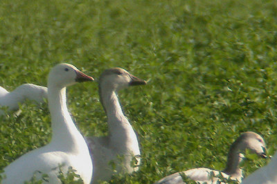 SNOW GOOSE . THE SALTON SEA . CALIFORNIA . U.S.A . 22 . 11 . 2004