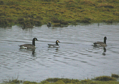 BARNACLE GOOSE . BOWLING GREEN MARSH . TOPSHAM . DEVON . ENGLAND . 3 . 1 . 2011