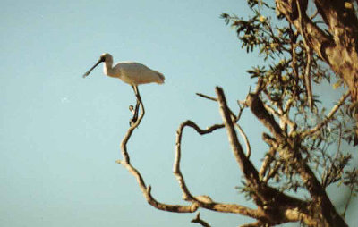 ROYAL SPOONBILL . BUNDABERG BOTANICAL GARDENS . QUEENSLAND . AUSTRALIA . 28 . 5 . 2000