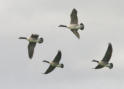 CANADA GOOSE . THE EXMINSTER MARSHES . DEVON . ENGLAND . 24 . 10 . 2013