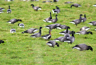 RED BREASTED GOOSE . EXMINSTER MARSH . DEVON . ENGLAND . 12 . 1 . 2012