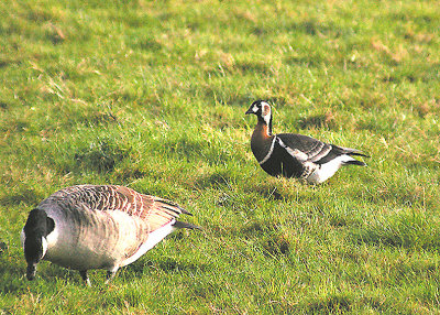 RED-BREASTED GOOSE , BOWLING GREEN MARSH , TOPSHAM , DEVON , ENGLAND . 17 , 11 , 2011