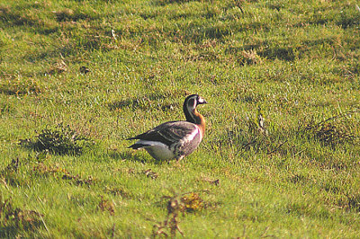 RED-BREASTED GOOSE . BOWLING GREEN MARSH . TOPSHAM . DEVON . ENGLAND . 17 . 11 . 2011