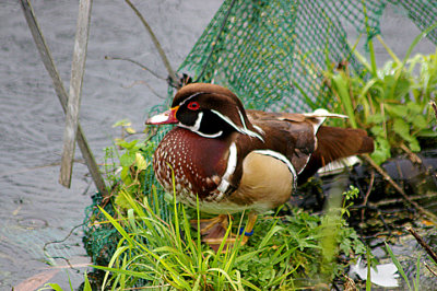 WOOD DUCK ( Escape ) . THE EXETER CANAL . DEVON . ENGLAND . 12 . 11 . 2010