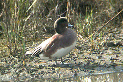 AMERICAN WIGEON , THE SAN DIEGO RIVER , CALIFORNIA , U . S . A . 17 , 11 , 2004