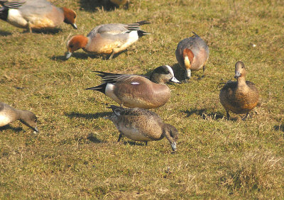 AMERICAN WIGEON . BOWLING GREEN MARSH . DEVON . ENGLAND . 6 . 4 . 2013