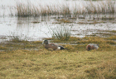 AMERICAN WIGEON . EXMINSTER MARSH . DEVON . ENGLAND . 28 . 2 . 2012