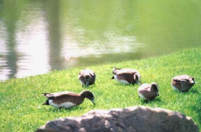 AMERICAN WIGEON . LA QUINTA . CALIFORNIA . USA . 1. 3. 2000