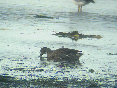 FALCATED DUCK ( 1st winter )  , THE EXE ESTUARY , EXMOUTH , DEVON , ENGLAND . 23 , 11 , 2006