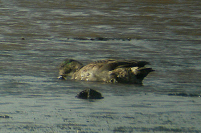 FALCATED DUCK ( 1st winter . THE EXE ESTUARY . EXMOUTH . DEVON . ENGLAND . 23 . 11 . 2006