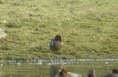 GREEN WINGED TEAL , BOWLING GREEN MARSH , TOPSHAM , DEVON , ENGLAND . 31 , 1 , 2007