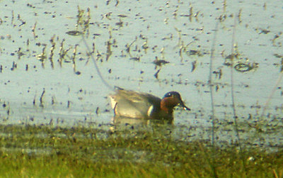 GREEN WINGED TEAL . EXMINSTER MARSH . DEVON . ENGLAND . 19 . 1 . 2007