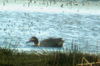 GREEN-WINGED TEAL . EXMINSTER MARSH . DEVON . ENGLAND . 19 . 1 . 2007