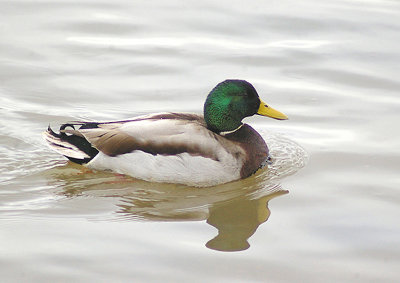 MALLARD . THE AXE ESTUARY . DEVON . ENGLAND . 3 . 1 . 2013