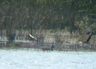 AMERICAN BLACK DUCK . COLLIFORD RESERVOIR . CORNWALL . ENGLAND . 3 . 6 . 2009