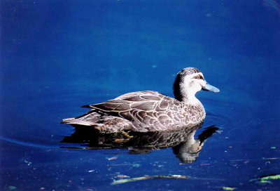 PACIFIC BLACK DUCK . BUNDABERG SWAMP . QUEENSLAND . AUSTRALIA . 3 . 6 . 2000 