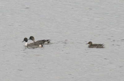 PINTAIL . THE EXE ESTUARY . EXMOUTH . DEVON . ENGLAND . 19 . 10 . 2013