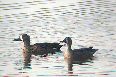 Blue-Winged Teal . Anas discors