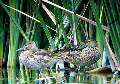 BLUE WINGED TEAL . THE COACHELLA BIRD RESERVE . INDIO . CALIFORNIA . U.S.A . 25 . 7 . 2009
