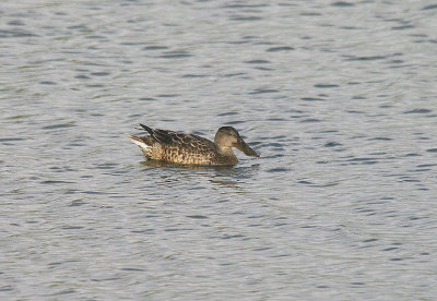 SHOVELER ( Female ) . BOWLING GREEN MARSH . TOPSHAM . DEVON . ENGLAND . 25 . 10 . 2013