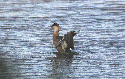 RED-CRESTED POCHARD ( Female ) . BOWLING GREEN MARSH . TOPSHAM . DEVON . ENGLAND . 27 . 10 . 2012